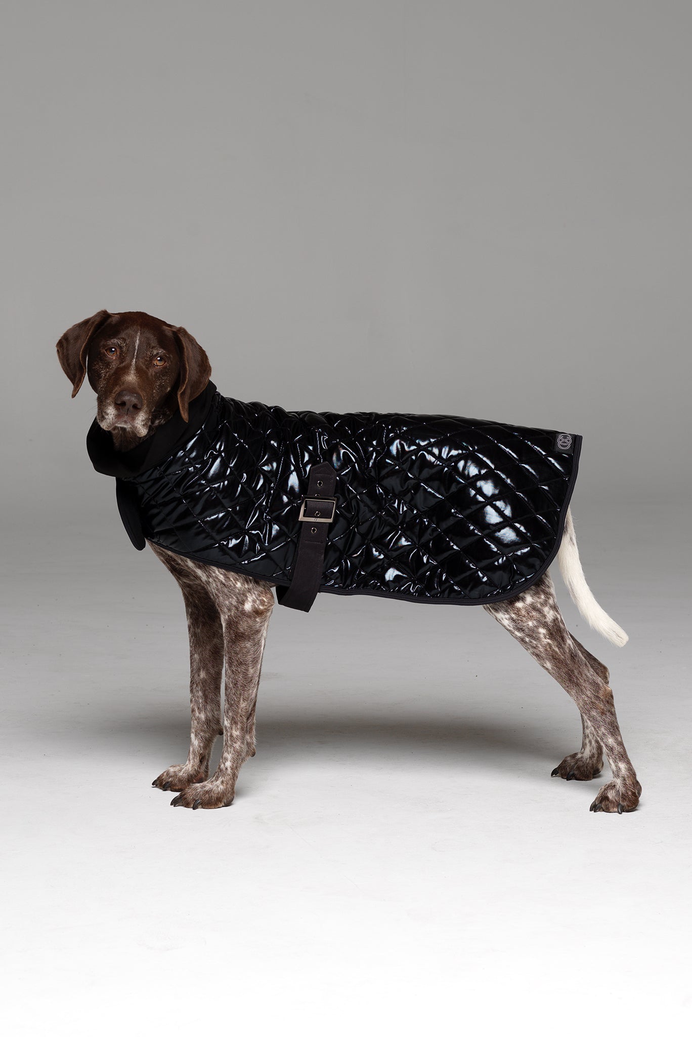 Great and small outlet active dog coats